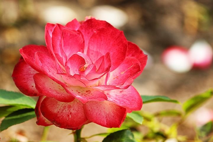 رضا دل شکسته 2